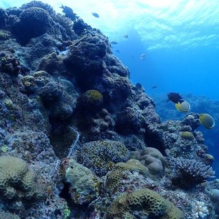 天気がいい日のダイビングは最高ですね
