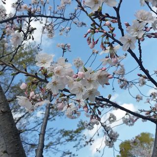 今年はお花見やりますよ！久しぶりにみんなでお酒飲めるなー