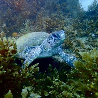 和歌山県白浜の海で出会ったウミガメ！名付けて『しらはまたろう』まだ小さかったなぁー。海藻のベットが気持ちよさそうやった