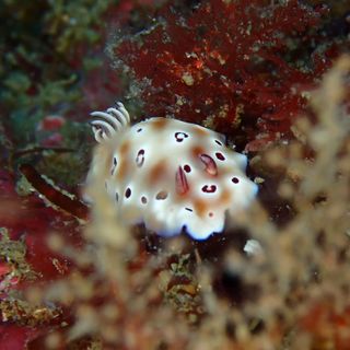 最近よく見る気がする、マダライロウミウシ