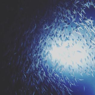 今日も今日とて魚群