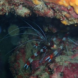 オトヒメエビ。紅白カラーで縁起もいいので、人気者