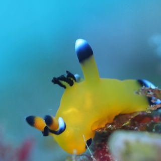 今年は夏のピカチュウが結構出てます