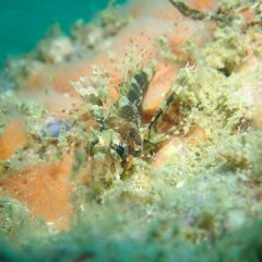 激レア生物オンパレードのイメージ