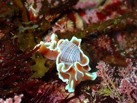 春の海も生き物がいっぱい🌸のイメージ