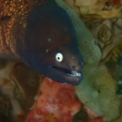 🦀🐙のイメージ
