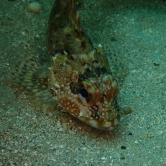 おさかな天国🐠のイメージ
