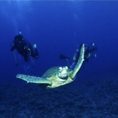 最近の海は…のイメージ