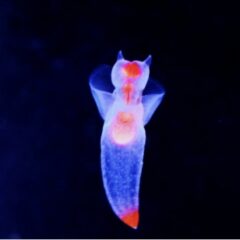 クリオネ新種でたぁー！のイメージ