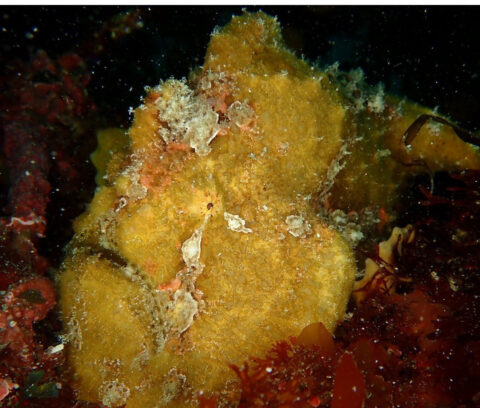 今月も行ってきました内浦ビーチのイメージ