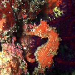 3月はどこの海が熱い？のイメージ