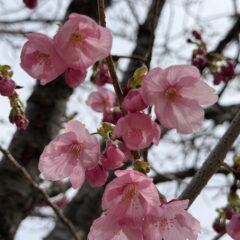 お花見🌸するよー！のイメージ